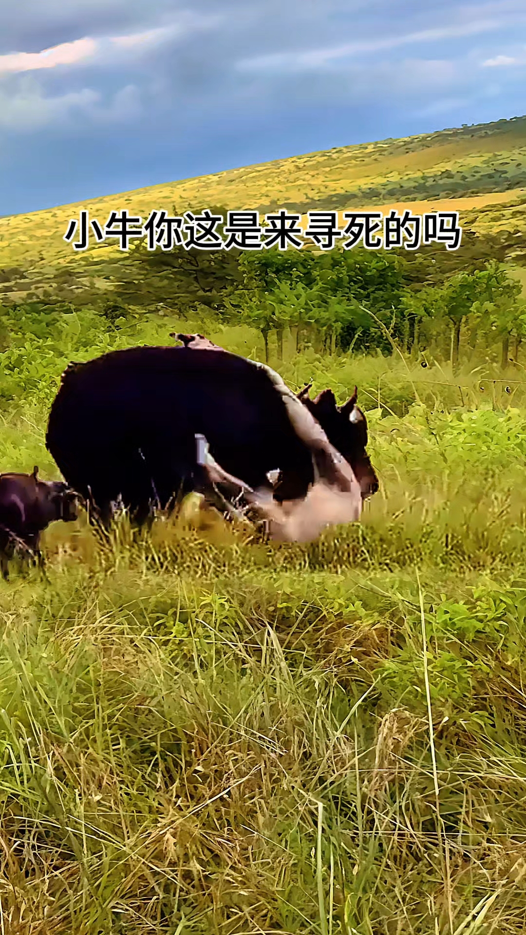 小牛顽强反击，逆袭击败对手(小牛 比较)